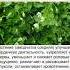 не просто сорняк полезно знать