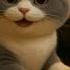 Adorable Piano Cat Plays In Cinematic Short Shorts Petpiano Cat Meow