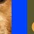 WHAT IF A Dog S Purpose Aired On NBC FINAL REQUEST TODAY
