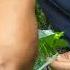 Yashil Yong Oq Novdasini Ulash еленая прививка ореха Green Walnut Grafting