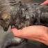 He Found A Stray Fox In His Yard And It Changed His Life Forever Animalshorts