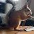 Белка на работе белка антистресс білка Squirrel дика интересное живаяприрода