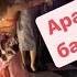 ЗАЖИГАТЕЛЬНЫЙ Арабский танец живота музыка барабаны