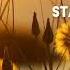 星辰闪耀 哥哥你别跑插曲 Stars Shine Stay With Me OST