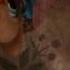Lps Mv It S Not Like I Like You Remake