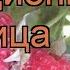 Малина традиционная Вольница Rubus Volnitca Вольница обзор как сажать саженцы малины Вольница