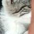 Cat Who Wants To Play Games Cat Funny Cute Ai Cutecat Aidance Aicat Cover Dance