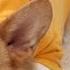 PERFECT ESSAY Topi The Corgi