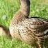 Suck A Good Ducks Animals Duck Interestingfacts Nature Animal Shorts
