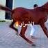 والقادحات ضبحا خيل
