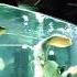 Arowana Vs Redtail Catfish For Food Shorts Fyp Foryou Fishtok