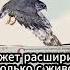 Буктрейлер книги Встречи в тайге Владимир Арсеньев