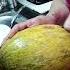 Cutting Melon