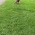 Max The Wolf Boy Crouching Waiting To Jump Up To Catch His Soccer Ball What A Good Boy He