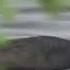 Andean Coot