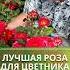 Лучшая роза для вашего цветника роза цветник саженцы питомникрастений клумбы