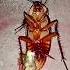 Dead Cockroach Animals Shorts