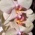 Каскады орхидей Торино и Сиззини Torino And Sizzini Orchid Cascades музыка орхидеи