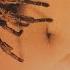Black Spider Save Your Life Warp Brothers Club Mix