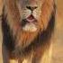 Pride Of Lions Is A Social Group Of Lions PrideOfLions LionKing