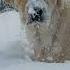 Funny Lab Plays In The Snow