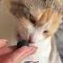 Как подзывают кошек в разных странах часть 1 Cat Catsfacts