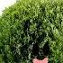 Clues In Blossom S Clues Season 7 Episode 6 Hide N Seek 2