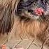 Собака и курица была Dog And Chicken Was Köpek Ve Tavuk öyleydi Dog Animals Pets