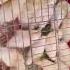 Птичьи рынок Бронницы 15 июня воскресенье кролики утки цыплята