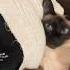 Siamese Cats Are Special Cats Newmusic Dance Music Newsong Singer Cat Cute Kitten Song