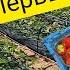 Первый сбор ягод Сравнение и обзор Мурано Сандра Дарселект румба априка альба