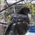 Голубь готов вылететь из гнезда Pigeon Ready To Fly Out Of The Nest
