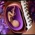 How Fertilization Happens Shortvideo Shorts Viralvideo Pregnancy