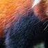 Radiant Red Panda Video Quick Facts