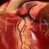 3D Human Heart Animation