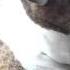 Super Funny American Bulldog He Tries To Sleep While Sitting