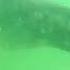 ДЕЛЬФИН ОХОТИТСЯ В ВОДОРОСЛЯХ СРЕДИ ЛЮДЕЙ В ВИТЯЗЕВО АНАПА