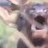 Рёв Оленя во время гона Deer Roar During The Rut Рев крупным планом