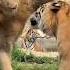 Naughty Lion And Tiger Fun Fight