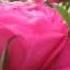 Om Asatoma Gayatri Mantra Deva Premal Rose