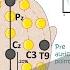 Electroencephalography EEG How EEG Test Works What Conditions Can An EEG Diagnose Animated