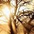 Discover The Most Uplifting Emotional String Music You Ll Hear Today
