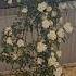 Розы на крыше красивыецветы цветы розы сочицветы Flowers