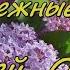 Сирень Весенние мелодии для души Music By Andrey Obidin