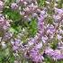 Вереск цветёт Heather Blooms