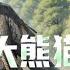 大熊猫翻墙偷吃 被我直播了 第1 300话全球环境污染 回家做直播的苏白偶然获得 超级直播系统 并且收养了一只大熊猫 没想到的这只大熊猫有些超高的智商 简直成了精 羡慕坏了所有人