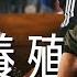 一日系列第二百一十四集 鰻坑鰻谷活跳跳的新鮮鰻魚都在這 尼克來跟邰哥下海撈鰻啦 一日鰻魚養殖 Ft 尼克