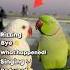 Ranking The Funniest Parrot Sounds Ranking Funny Parrot
