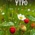 Доброе утро доброеутро утренняямотивация июнь открытки мотивация летнеерилс пожеланиядоброгоутра