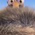 Ice Age 4 Part 6